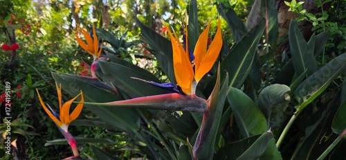 Beautiful Orange Birds of Paradise