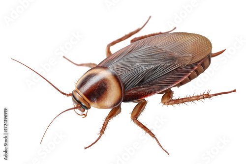 Detailed close-up of brown cockroach on white background, cut out