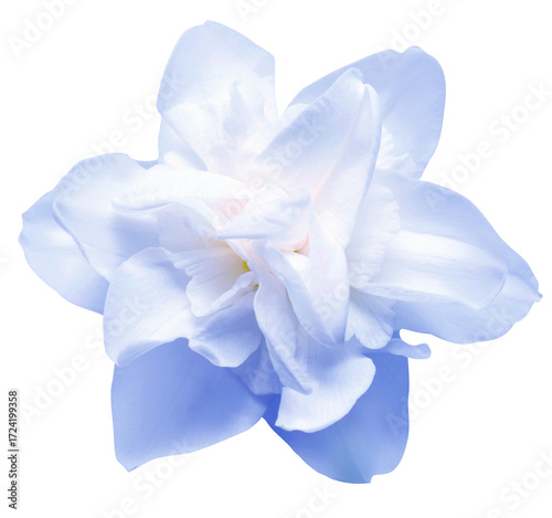 Blue narcissus isolated on white background. Flowers card