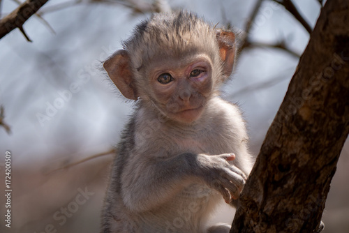 Baby vervet monkey (Chlorocebus pygerythrus), or simply vervet, is an Old World monkey of the family Cercopithecidae native to Africa. Mostly herbivorous monkeys have black faces and grey body hair