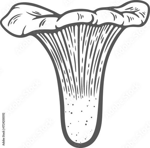 Chanterelle mushroom, one, whole, fresh, raw hand-drawn engraving isolated