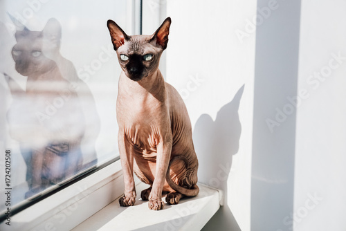 Tableau sur toile Elegant sphynx cat sitting on a window sill enjoying sunlight and observing surr