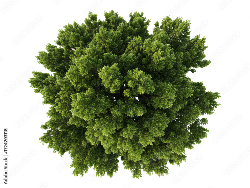 Fototapeta premium Lush green tree canopy viewed from above in natural environment on a transparent background, cut out