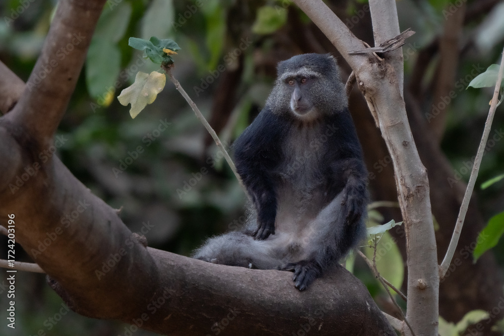Obraz premium Blue monkey playing on a tree in Lake Manyara forest park with typical fur color and patter visible 