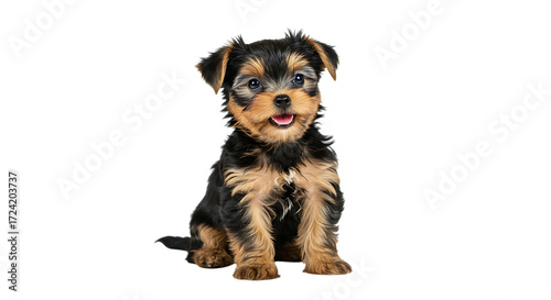 Adorable Yorkshire Terrier Puppy Smiling