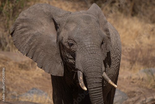Portrait of an Elephant in tha african bush, in Tanzania 