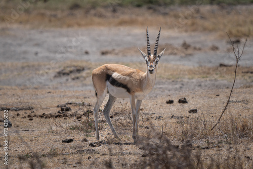 Thomson's gazelle male walking in the arid savannah of Ngorongoro crater, recognizable by the dark lateral stripe 