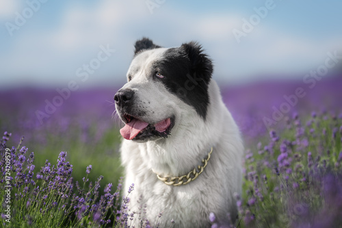 Majestic Alabai dog with glamorous chain in blooming lavender field, summer vibe
