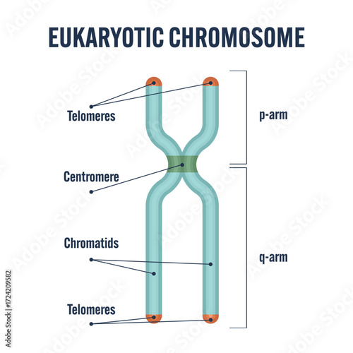 Eukaryotic Chromosome Structure: Detailed Labeled Vector Diagram of Chromatids Centromere Telomeres p-Arm q-Arm for Biology Textbooks Teachers Students Classrooms Science Education Genetics Research 