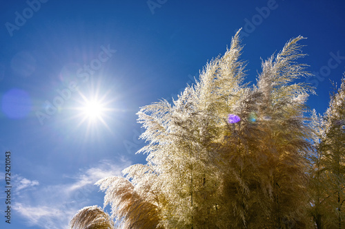 Blühendes Amerikanisches Pampasgras (Cortaderia selloana) oder Silber-Pampasgras vor blauem Himmel mit strahlender Sonne