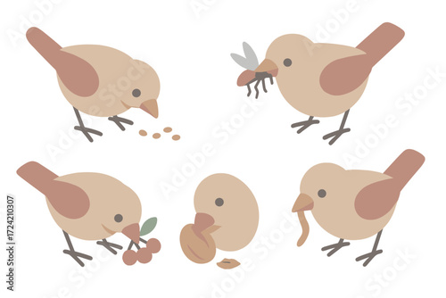 Bird Feeding Actions. Isometric vector illustration set beak peck forage food: short stout beak shape, ground pecking grain,