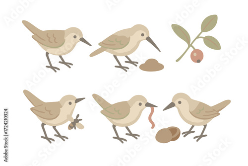Bird Foraging Collection. Isometric vector illustration set beak peck forage food: sharp slender beak, ground peck soil, berry