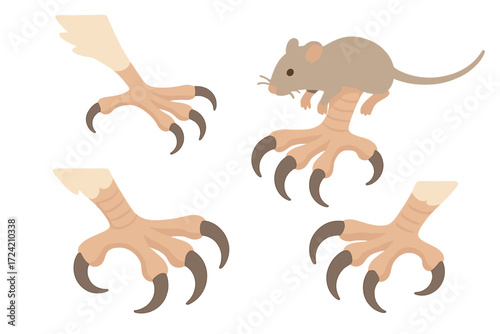 Raptor Prey Capture. Isometric vector illustration set talons grip prey capture: raptor extended talons, rodent clutched tight,
