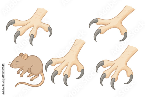 Owl Talons Grip. Isometric vector illustration set talons grip prey capture: owl talons spread, rodent prey captured, detailed