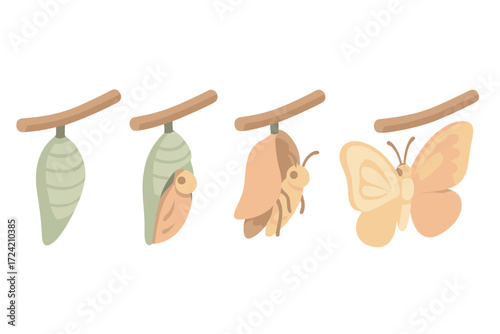 Butterfly Metamorphosis Icons. Isometric vector illustration set cocoon metamorphosis butterfly emerge: hardened chrysalis form,