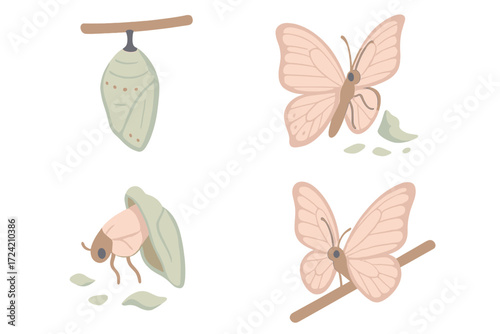 Butterfly Metamorphosis Journey. Isometric vector illustration set cocoon metamorphosis butterfly emerge: detailed chrysalis