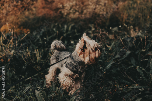 Schilderij op canvas Yorkshire Terrier enjoying a beautiful day in nature