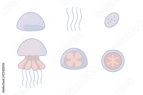 Jellyfish Anatomy Illustration. Isometric vector illustration set Jellyfish anatomy: bell dome, trailing tentacles, oral arms,