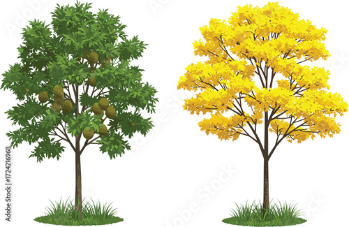 Tropical jackfruit tree with green leaves, golden yellow blooming foliage tree, exotic seasonal plants, natural orchard harvest, botanical illustration design.