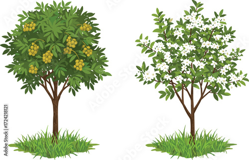 Tropical longan fruit tree with ripe golden clusters, fragrant jasmine flowering tree in full bloom, lush green leaves, botanical illustration.