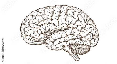 Detailed vintage style brain drawing with ornate line work on white background