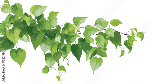 Lush Green Vine with Abundant Leaves Close-up for Design Projects