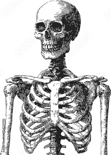 Human skeleton sketch, hand drawn upper body with skull, ribcage, and shoulders — stock vector