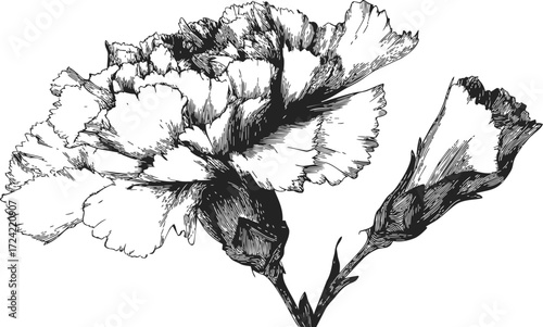 Carnation flower sketch hand drawn botanical outline with detailed petals — stock vector