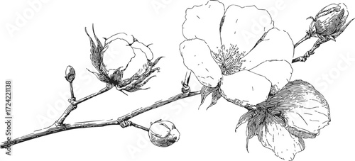 Cherry blossom branch sketch, hand drawn floral line art with blooming flowers and buds — stock vector