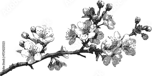 Cherry blossom branch sketch, hand drawn floral line art with blooming flowers — stock vector