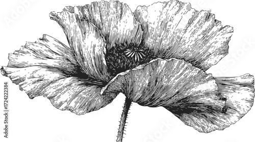 Poppy flower sketch, hand drawn botanical line art with detailed petals — stock vector