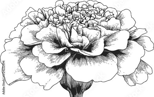 Carnation flower sketch, hand drawn botanical line art detailed blossom — stock vector