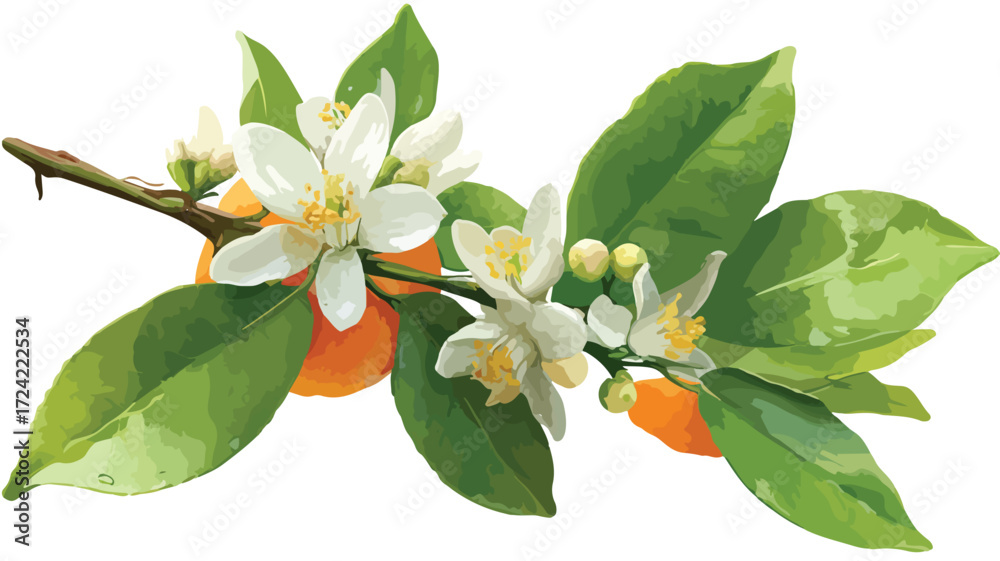 Naklejka premium Vibrant Fresh Orange Blossom on Orange Branch