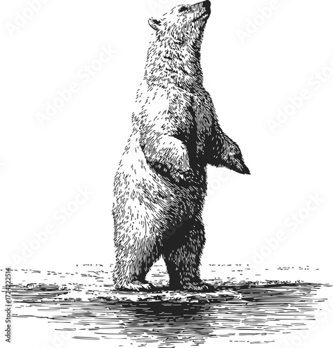 Bear sketch hand drawn standing upright in water detailed fur — stock vector