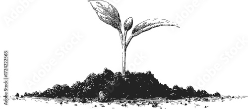 Seedling sketch hand drawn style sprouting from soil isolated on white — stock vector