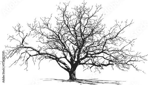 Bare tree sketch hand drawn silhouette with intricate leafless branches — stock vector