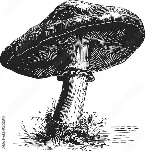 Mushroom sketch hand drawn detailed fungus with textured cap and stem — stock vector