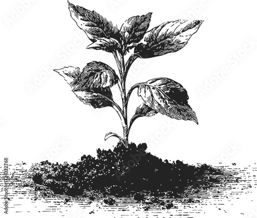 Seedling sketch hand drawn plant sprout with soil detailed botanical illustration — stock vector