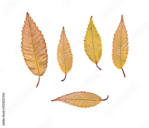 Wallpaper Mural yellow, green autumn leaves on a white background Torontodigital.ca