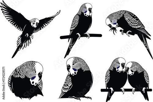 Budgerigar bird illustrations perched, flying, interacting, resting, black and white vector silhouettes on white background