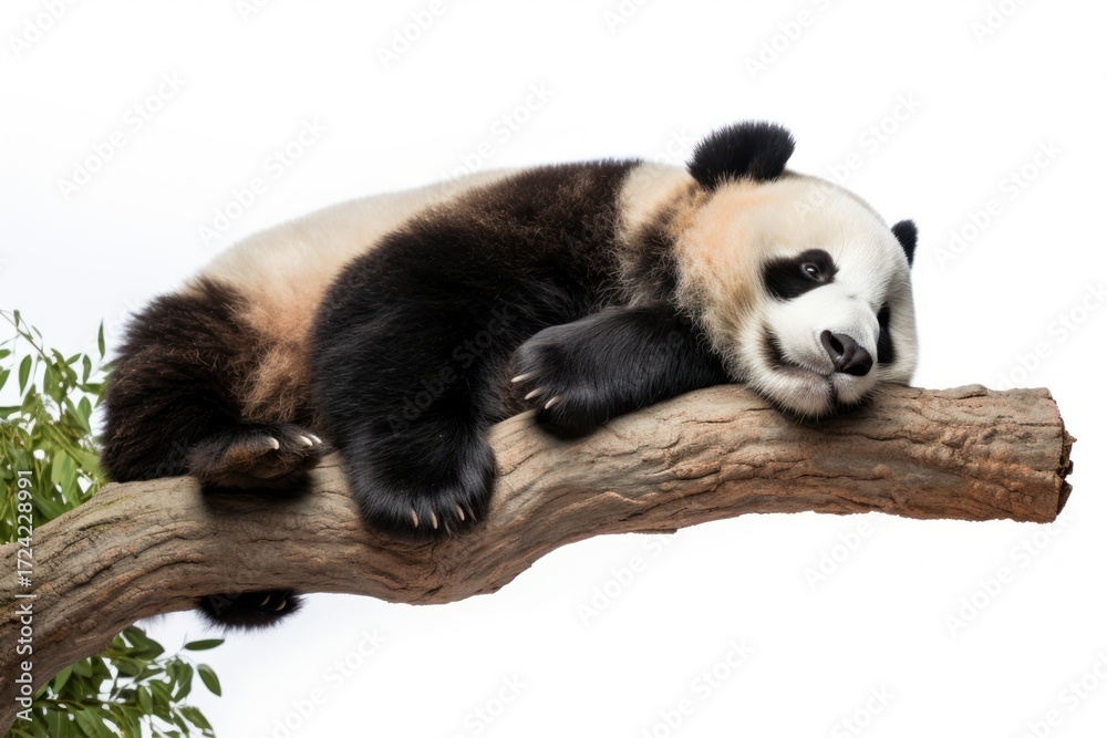 Fototapeta premium Wildlife sleeping animal mammal.
