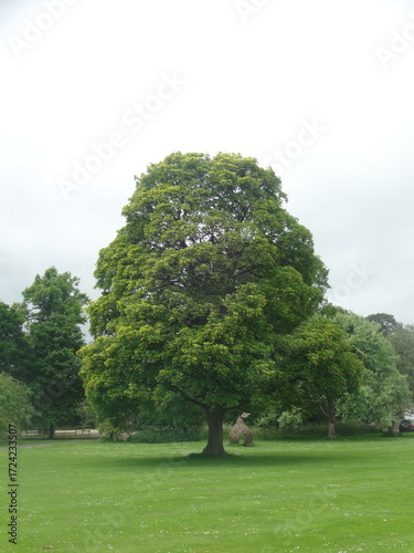 Waterperry Tree - Oxfordshire