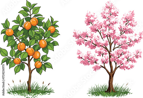 Orange fruit tree, pink cherry blossom tree, spring garden illustration, seasonal nature background, colorful flowering plants, orchard landscape, botanical outdoor design.