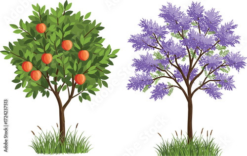 Peach tree with ripe orange fruits and jacaranda tree with purple blossoms in garden, seasonal botanical orchard illustration for spring.