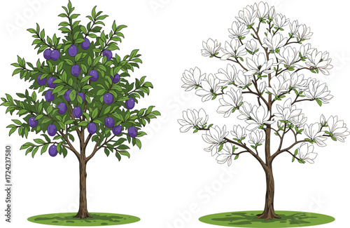 Plum fruit tree with ripe purple fruits, blooming white magnolia tree in spring season garden, natural orchard landscape, seasonal botanical illustration.