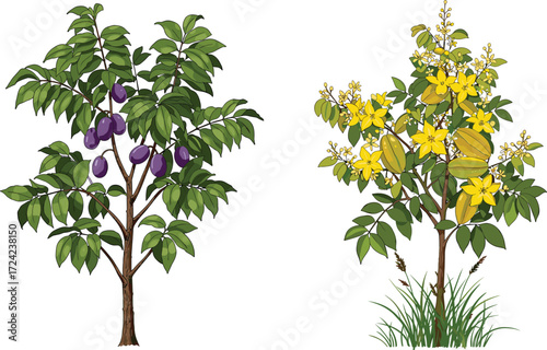 Plum fruit tree with purple harvest beside starfruit tree with yellow flowers and fruits, botanical nature illustration for ecology, education, landscape