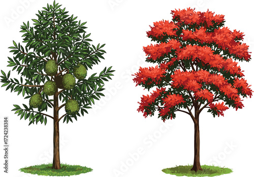 Realistic durian tree with tropical fruits, bright red autumn tree with leaves, seasonal orchard plants, natural garden foliage, detailed botanical illustration.
