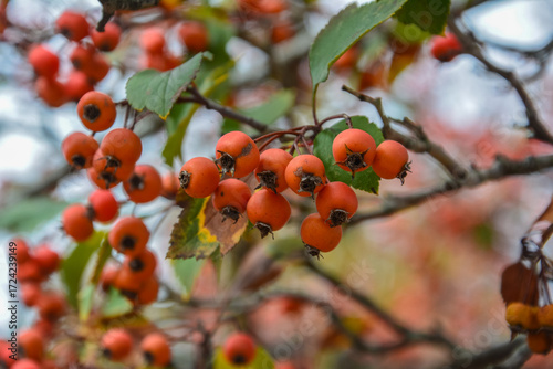 Closeup of red Cockspur Hawthorn berries (Crataegus crus-galli) on branches with green leaves, photographed in autumn in Franklin, Tennessee. Native American tree with sharp thorns and vibrant fruit