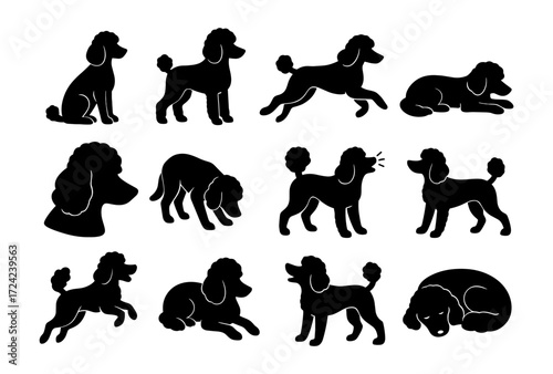 Set of poodle silhouettes in various poses on white background