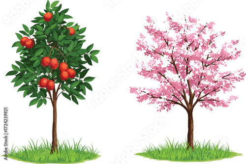 Tropical fruit tree with ripe red lychee and pink cherry blossom flowering tree illustration, exotic botanical design for garden, seasonal decoration